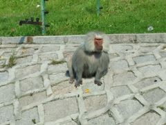 android_upload_pic-哈尔滨北方森林动物园