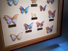 -上海昆虫博物馆