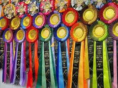 -青奢宠物·青奢猫舍