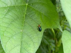 -鹫峰国家森林公园