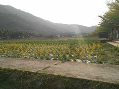 -亚龙湾国际玫瑰谷