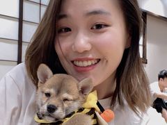 柴犬团子-逗柴咖啡屋·狗咖猫咖宠物桌游