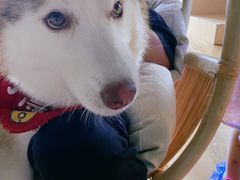 -Husky Go! 哈士奇体验馆·宠物咖啡厅狗咖