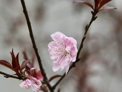 -武汉大学-樱园