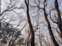 -紫金山山顶公园