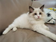 -袖虎·猫馆(体育西路店)