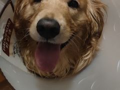 -瑞鹏宠物医院·爱宠堂·骨外专科(西荷分院)