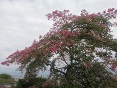 -风云岭森林公园