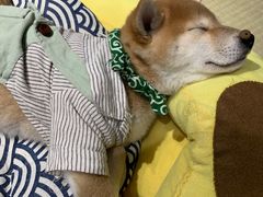 -逗柴咖啡屋·狗咖猫咖宠物桌游