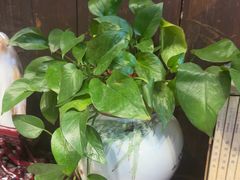 -徽三说·土徽菜·中国徽菜连锁品牌(一中店)