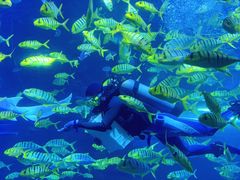 -太平洋海底世界