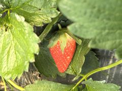 -喜杨洋草莓采摘园