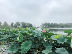 -长春市南湖公园