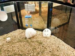 -宠物世家(仲盛世界商城店)