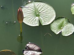 -莲花池公园