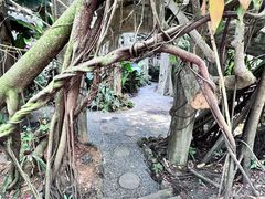 -西双版纳原始森林公园