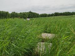 -西青郊野公园