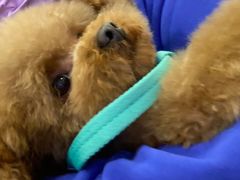 -BABIT巴比特宠物(MOMOPARK店)