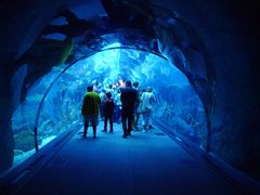 -迪拜水族馆及水下动物园