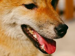 -柴犬高等学院·狗咖·柴犬售卖·宠物训练