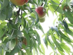 -武汉世外桃源农庄