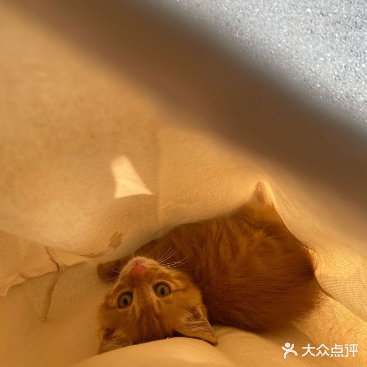 免费领养满月小橘猫，仅限北京！