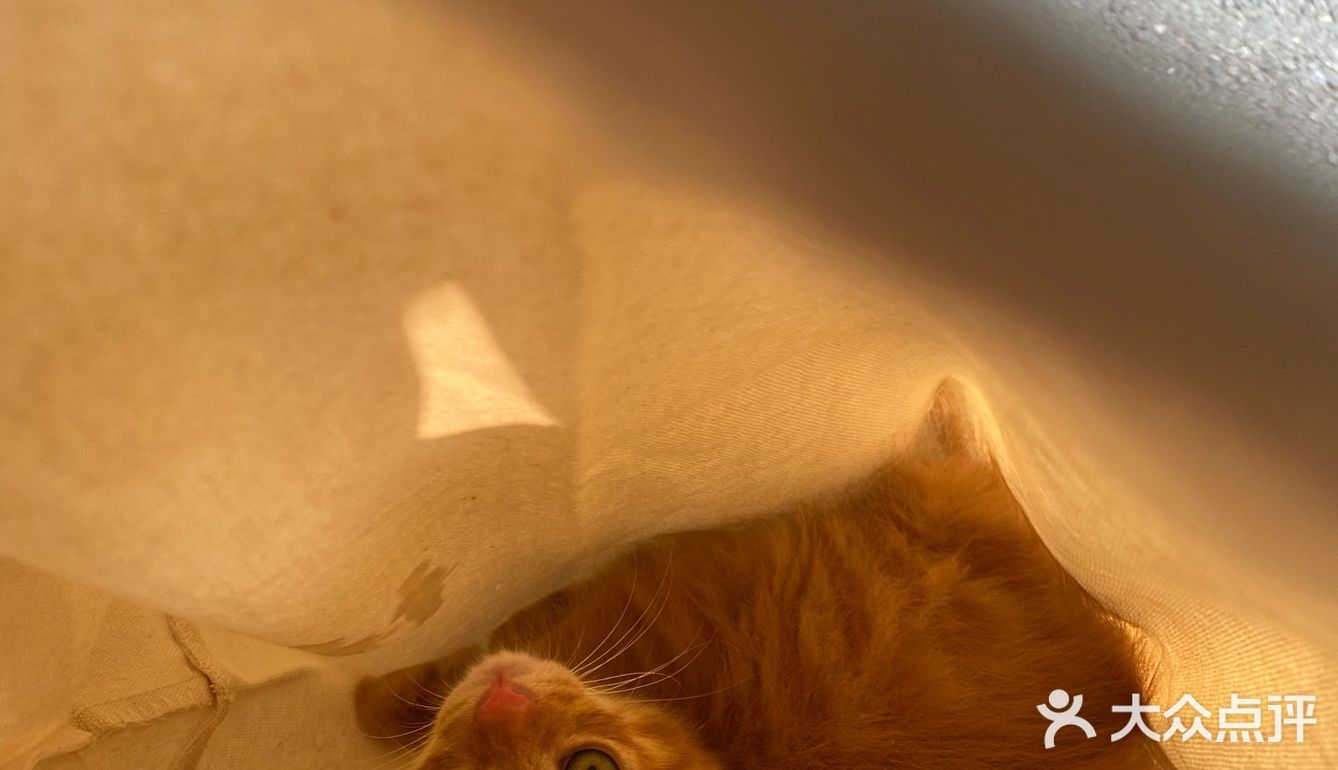 免费领养满月小橘猫，仅限北京！