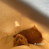 免费领养满月小橘猫，仅限北京！