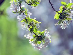 -海棠花溪(元大都城垣遗址公园)