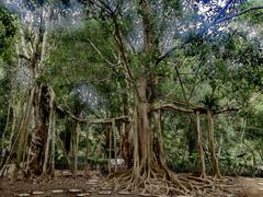 -中国科学院西双版纳热带植物园