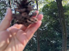 -火炉山森林公园