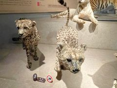 -Behring World of Animals(上海自然博物馆店)
