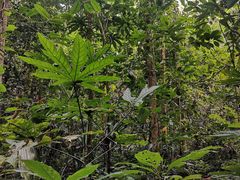 -中国科学院西双版纳热带植物园