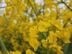 -中国天府农业博览园