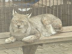 -青藏高原野生动物园