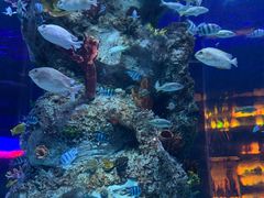 -芜湖新华联大白鲸海洋公园