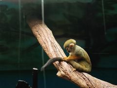 -贵州森林野生动物园