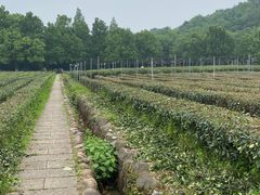 -中国茶叶博物馆(双峰馆区)