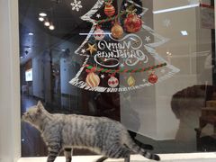 -Heymao猫咖.咖啡厅(东门店)