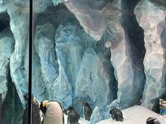 -帝企鹅自助餐厅•儿童岛•真企鹅(长隆企鹅酒店)