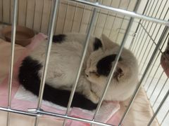 -乖乖乐动物医院(小汤山分院)