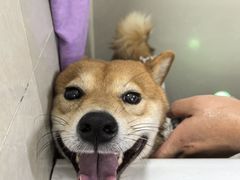 -小青宠物店低压洗护(猫狗分区店)