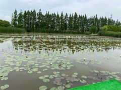 -上海长兴岛郊野公园