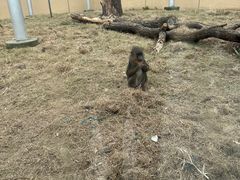 -合肥野生动物园