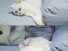 -喵的天空名猫咖啡馆·撸猫·猫舍·用品