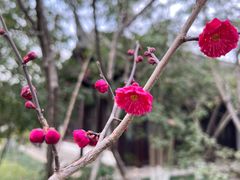 -民间老鸡汤面馆(中山北路店)