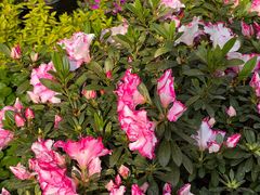 -金陵花卉交易市场