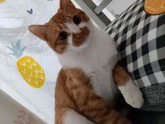 -中农国际动物医院24小时·猫科·骨科·急重症中心