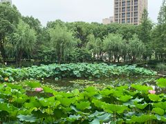 -陈家山荷花公园