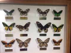 -上海昆虫博物馆